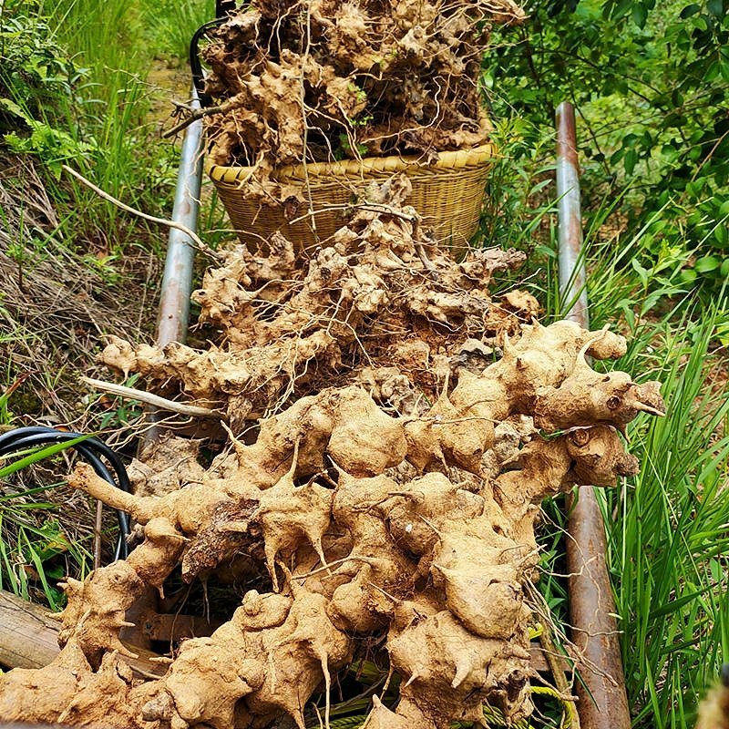 金刚藤(菝葜)一手货源多年种植经验基地直发