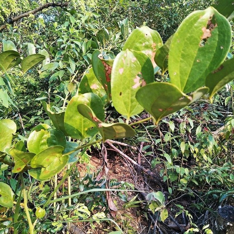 金刚藤(菝葜)一手货源多年种植经验基地直发