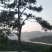 油松