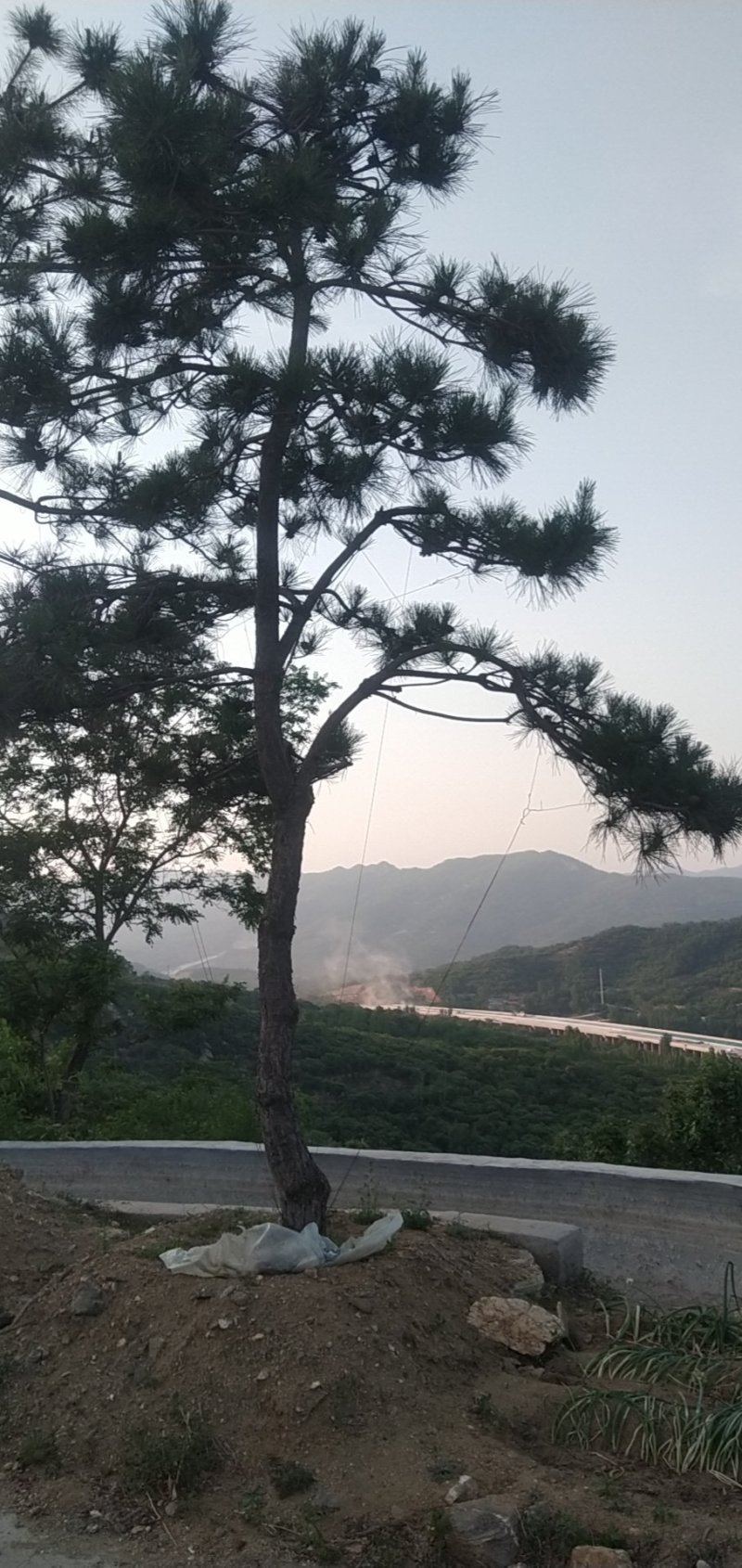 油松