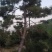 油松