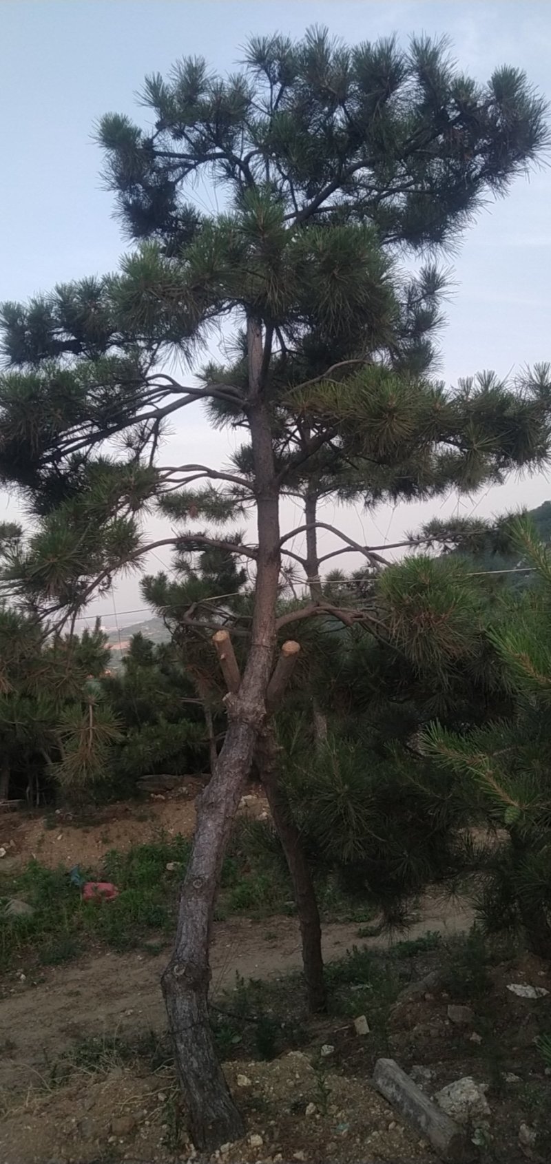 油松