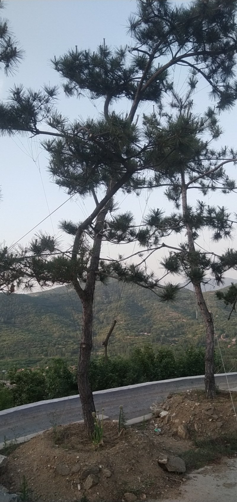 油松