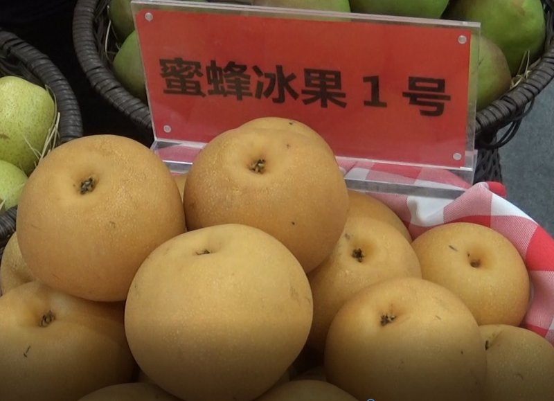 高档梨预订
