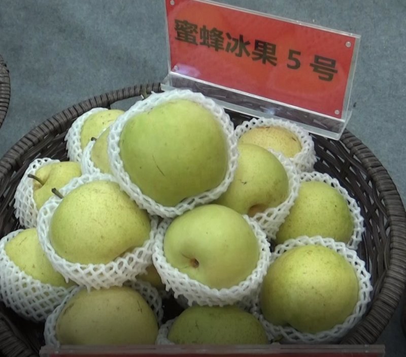高档梨预订