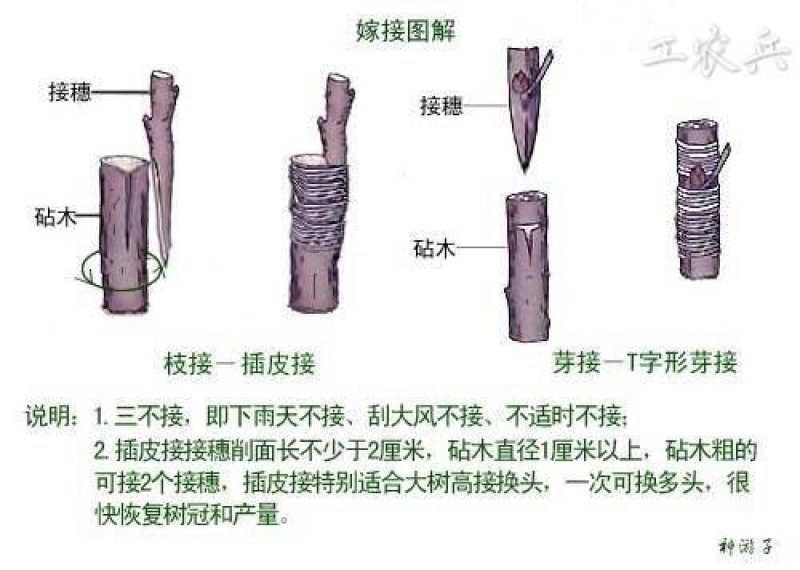 果树嫁接膜自粘专用膜无需打结接树农用薄膜嫁接绑带打包缠