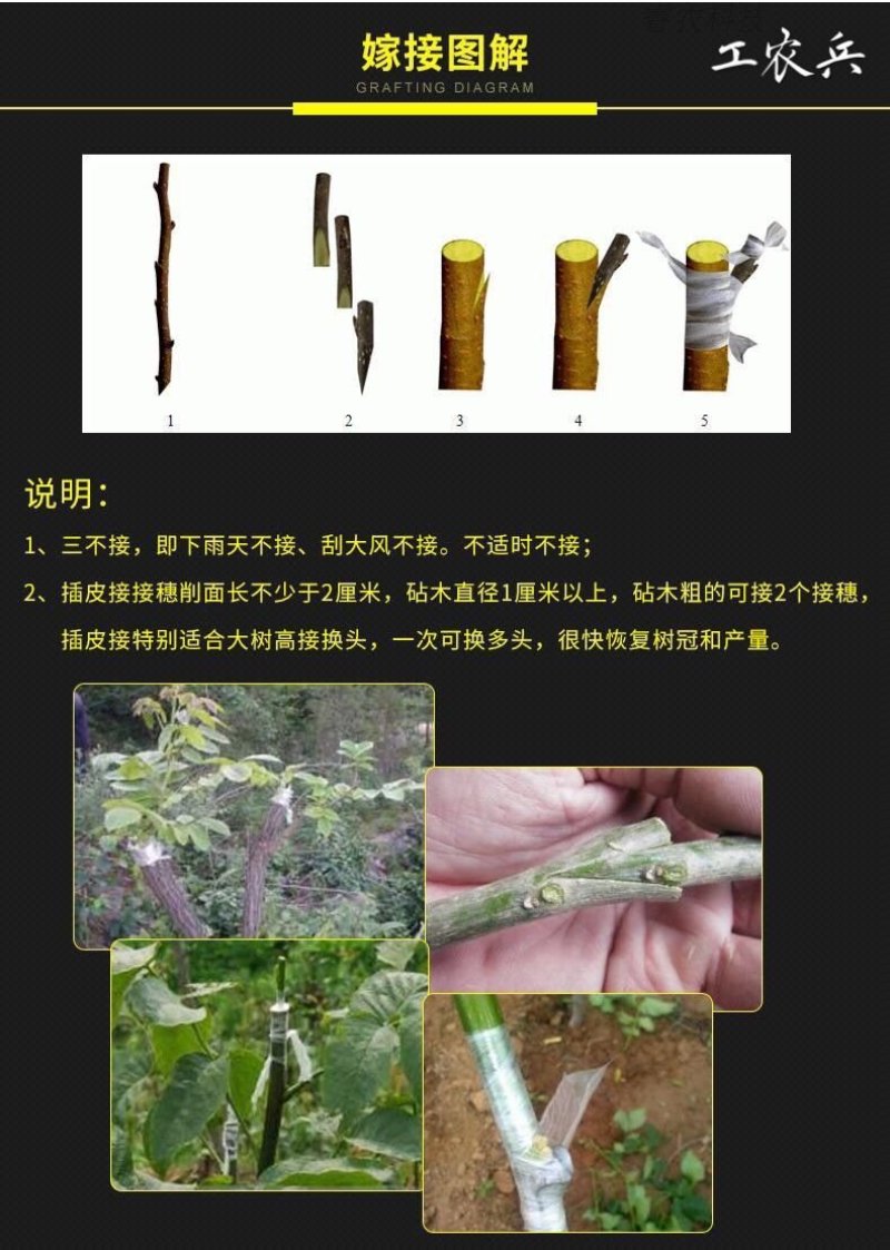 果树嫁接膜自粘专用膜无需打结接树农用薄膜嫁接绑带打包缠