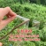 果树嫁接膜自粘专用膜无需打结接树农用薄膜嫁接绑带打包缠