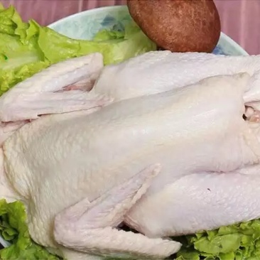 冰鲜白条鸡