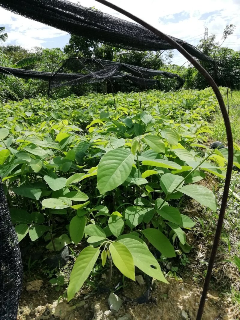 台湾凤梨释迦果苗林檎果苗