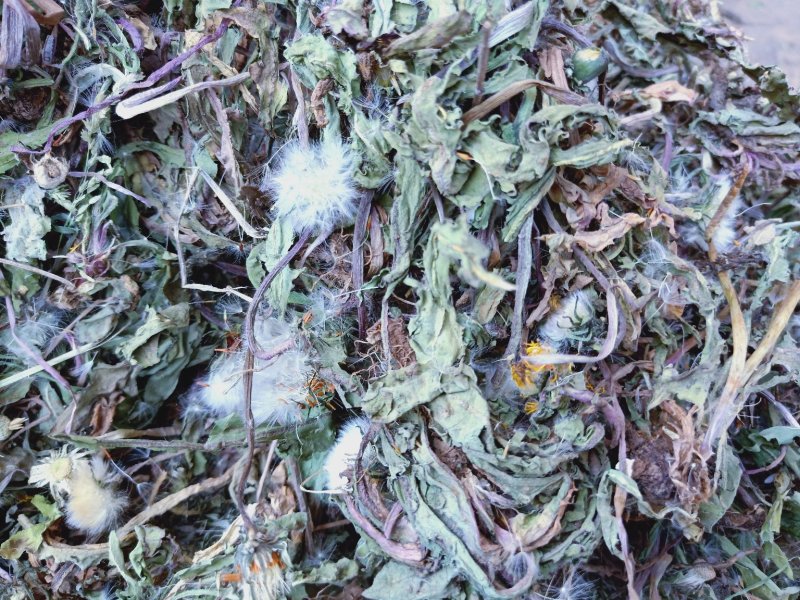 野生蒲公英带花根高含量质量保证，2024年全新货