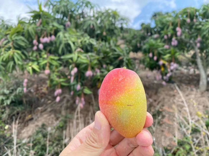 红贵妃台农金煌欢迎新老客户前来选购，同时对接淘宝天猫团购