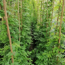 小杯苗精品紫藤，基地出售1-3米紫藤，紫藤价格表