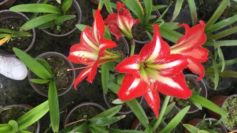 花朱顶红杯苗，花朱顶红价格