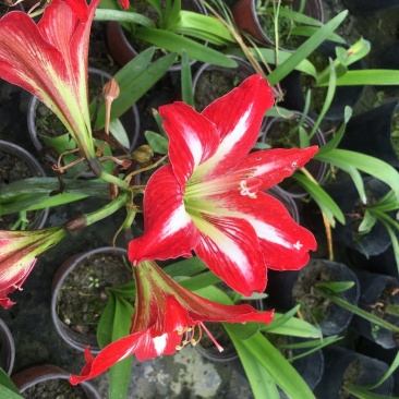 花朱顶红杯苗，花朱顶红价格
