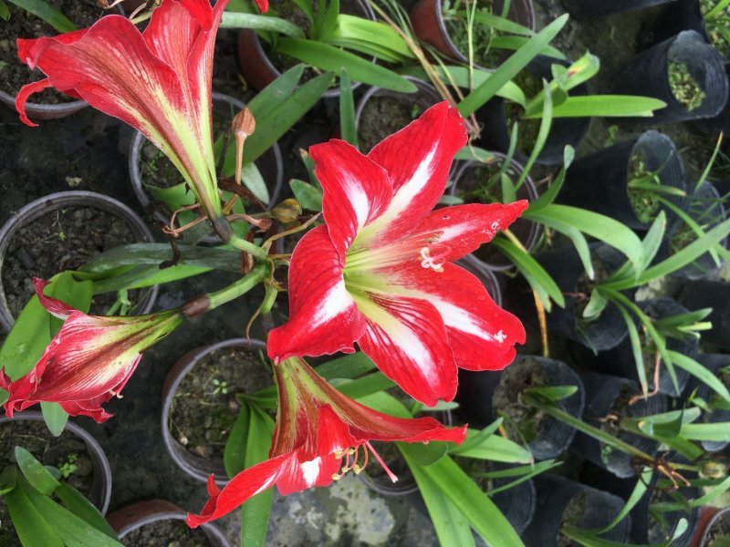 花朱顶红杯苗，花朱顶红价格
