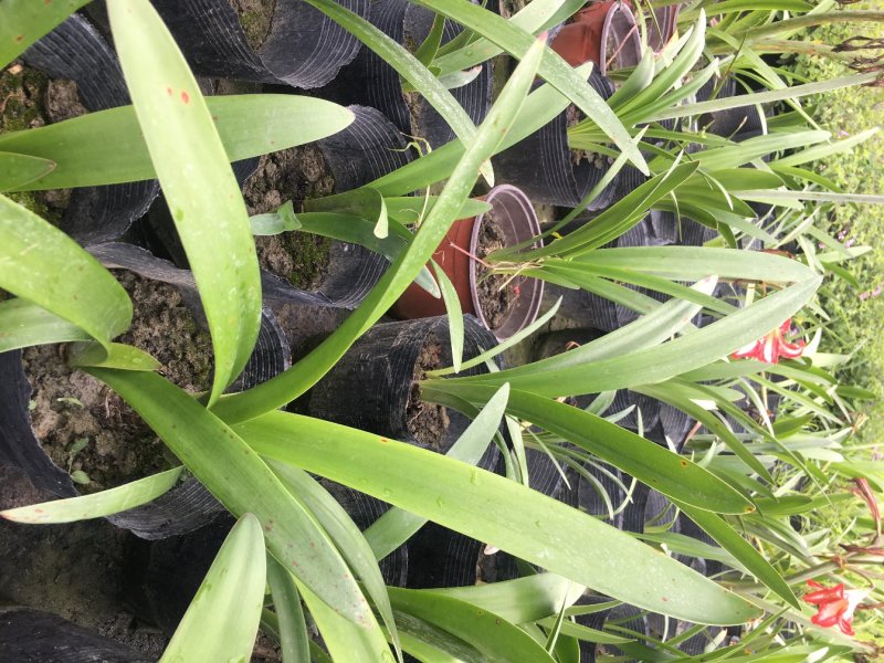 花朱顶红杯苗，花朱顶红价格