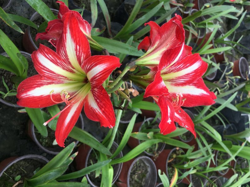 花朱顶红杯苗，花朱顶红价格