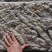 北朝鱿鱼原料全规格2020年新货上市北朝真鱿