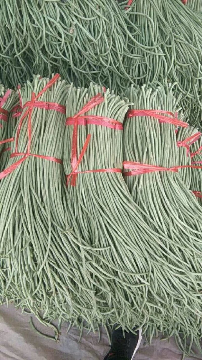 长豆角夏天秋天大量供应