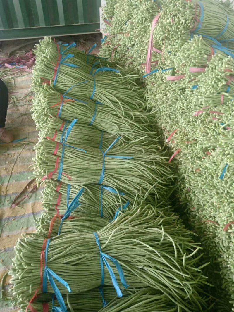 长豆角夏天秋天大量供应
