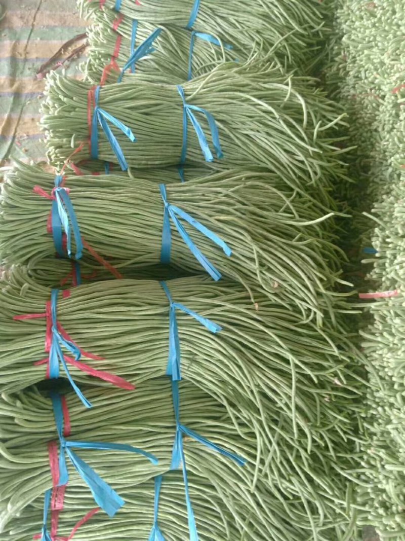 长豆角夏天秋天大量供应