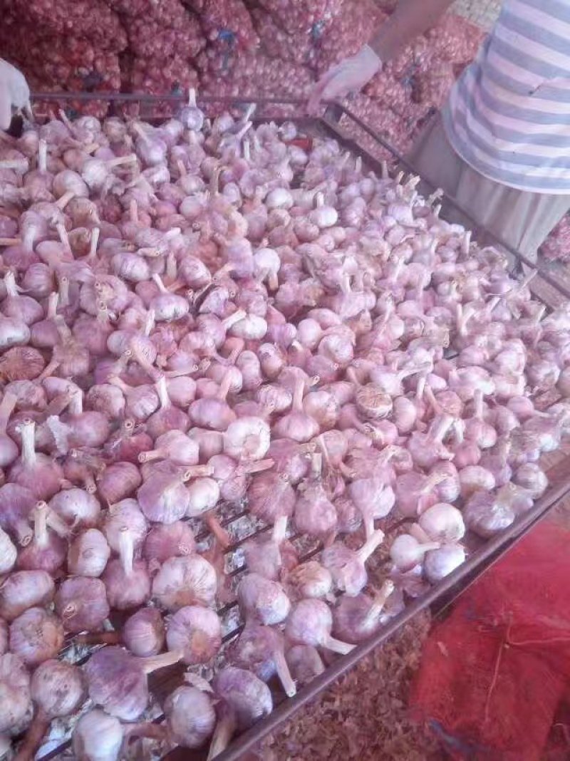 蒜种，商品蒜，电商提供场地带收