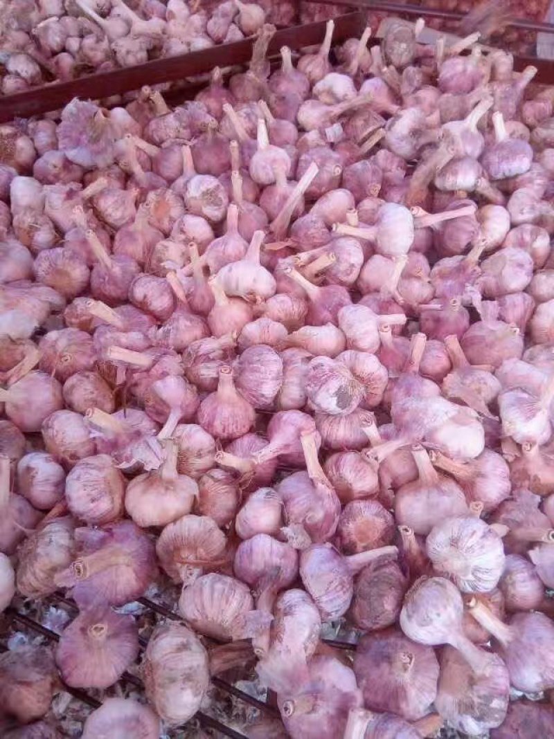 蒜种，商品蒜，电商提供场地带收