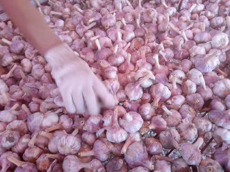 蒜种，商品蒜，电商提供场地带收