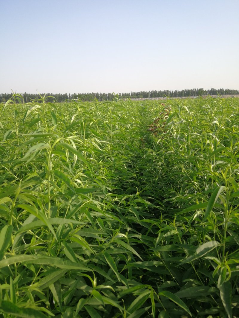 邯郸市馆陶县30万桃苗预售，秋后出售量大