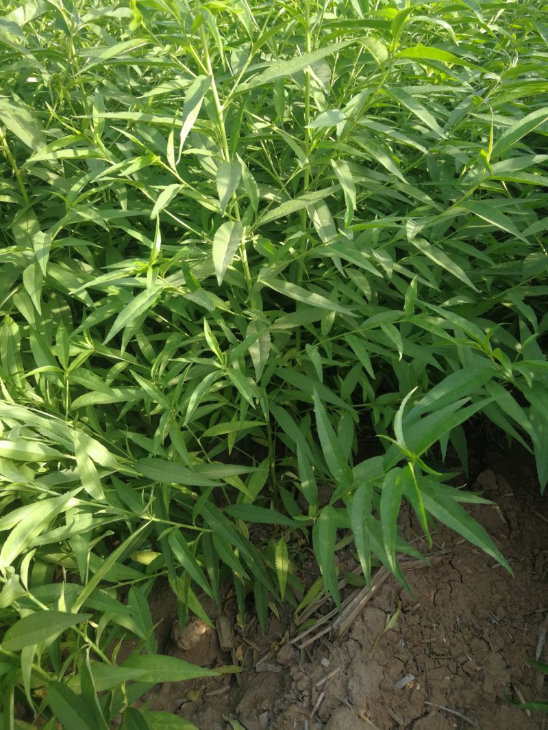 邯郸市馆陶县30万桃苗预售，秋后出售量大