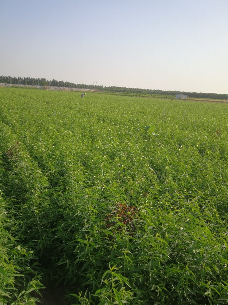 邯郸市馆陶县30万桃苗预售，秋后出售量大