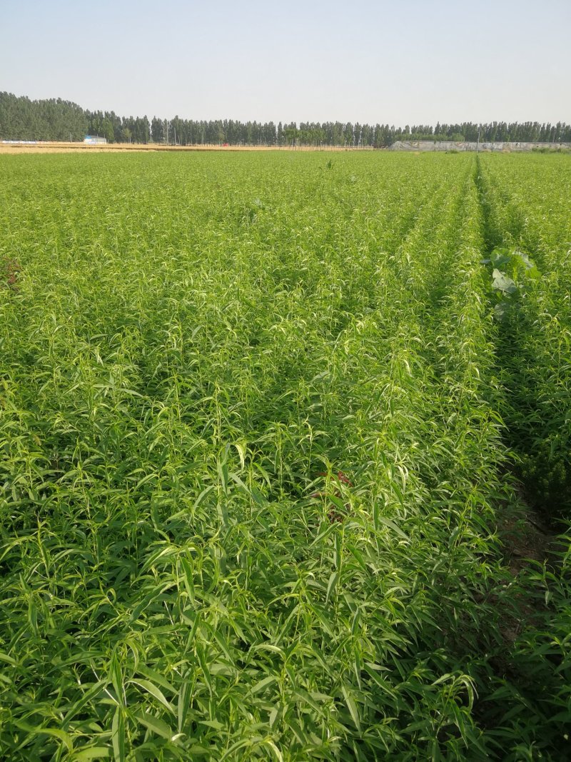 邯郸市馆陶县30万桃苗预售，秋后出售量大