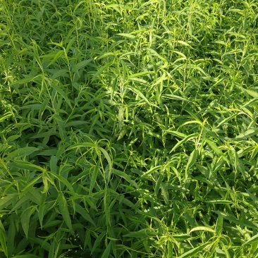 邯郸市馆陶县30万桃苗预售，秋后出售量大