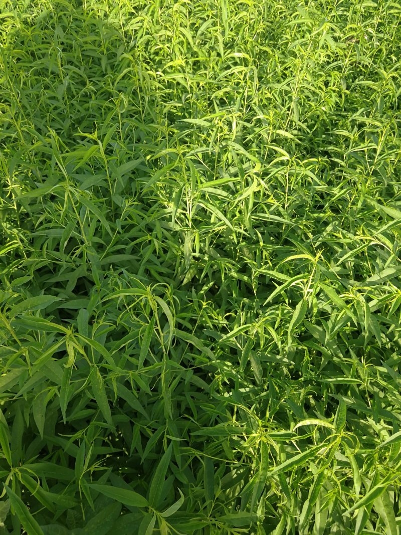 邯郸市馆陶县30万桃苗预售，秋后出售量大