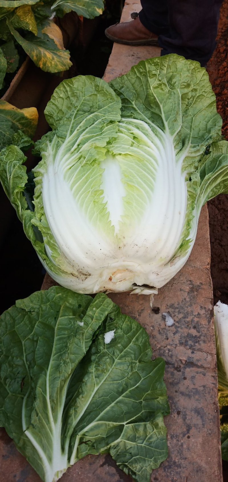 云南大白菜