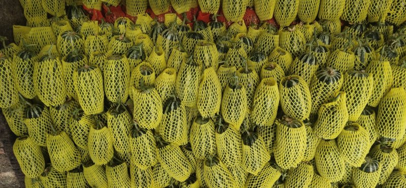 惠民博洋九甜瓜，质量保障，诚信经营，供货期长！！