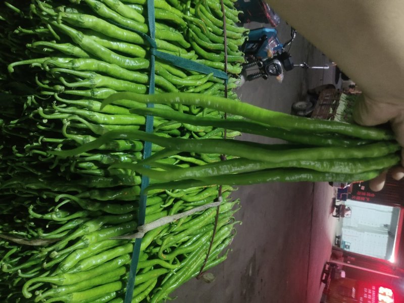 精品线椒大量有货，产地现货，货源充足品质保证价格美丽