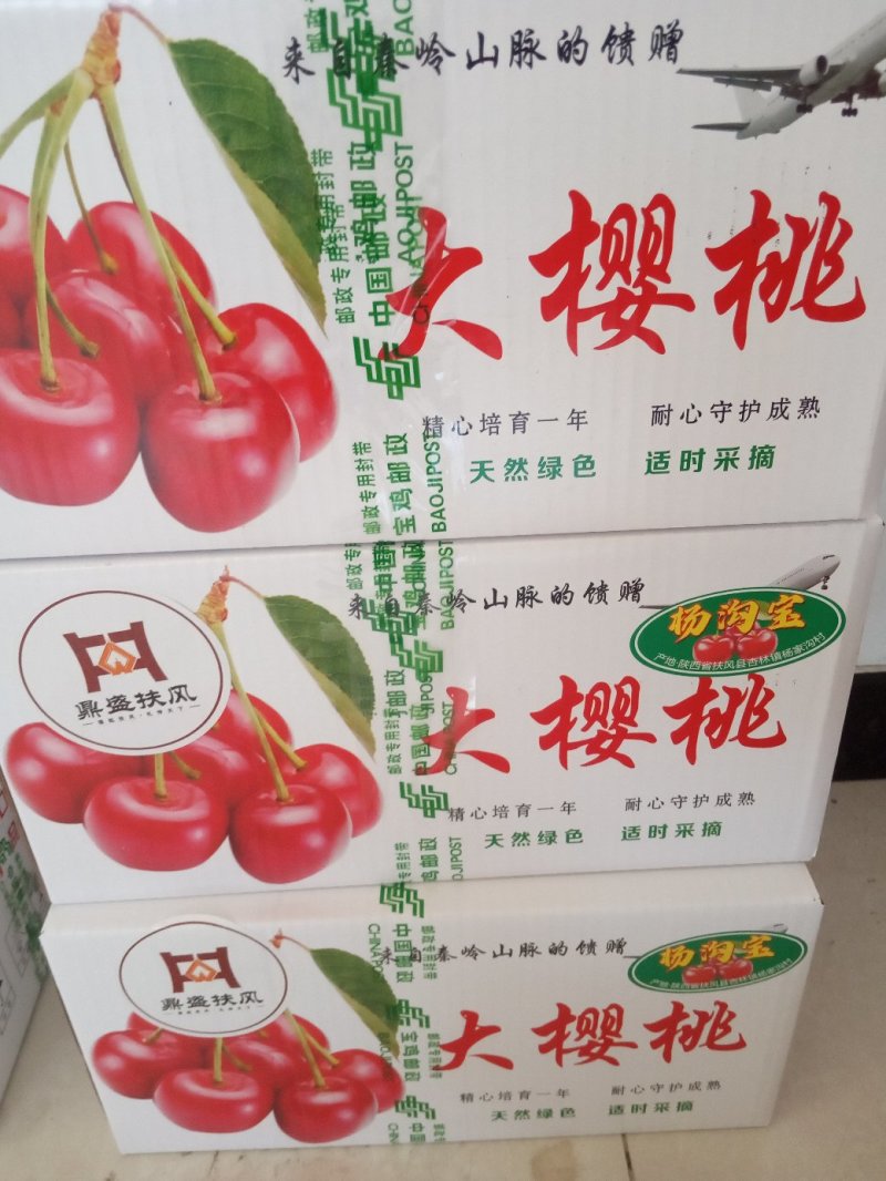 俄罗斯8号萨米托美早大樱桃苗产地直销保证质量品系