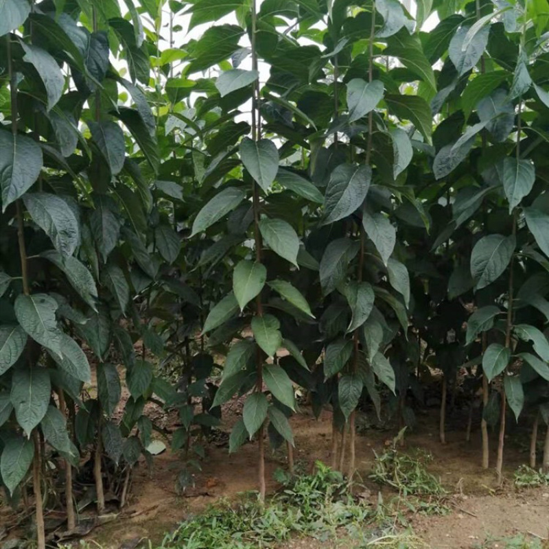 杜仲树苗（基地直供）保湿发货，包成活率，快递包邮