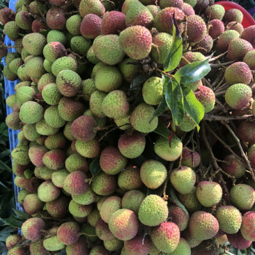 大量妃子笑荔枝上市，果粒，果串，专业代办品质无忧！