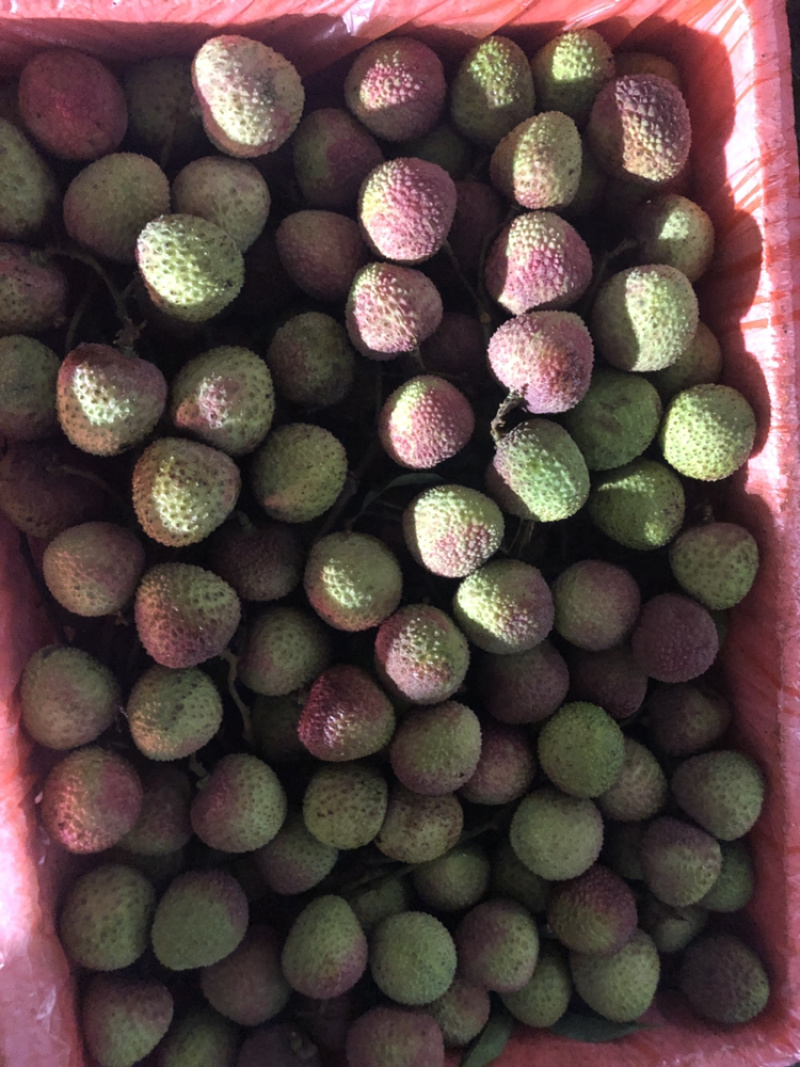 大量妃子笑荔枝上市，果粒，果串，专业代办品质无忧！