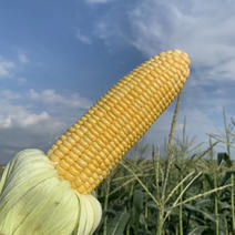 广西横县太阳花甜玉米，可实地可批发持续供应