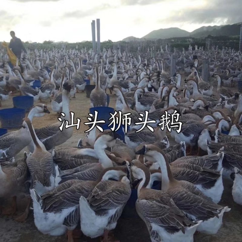 狮头鹅正宗纯种汕头狮头鹅活体鹅仔潮汕大型品种狮头鹅活苗
