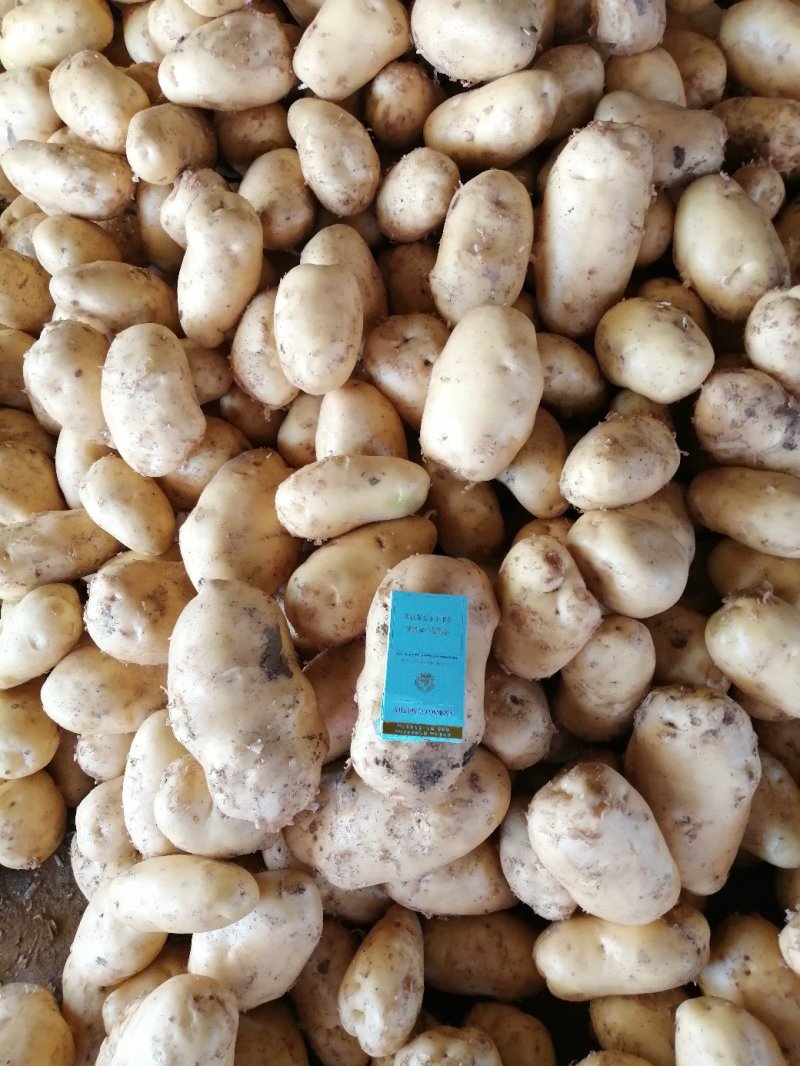 南阳精品产地直发黄心土豆荷兰沃土开始大量供中
