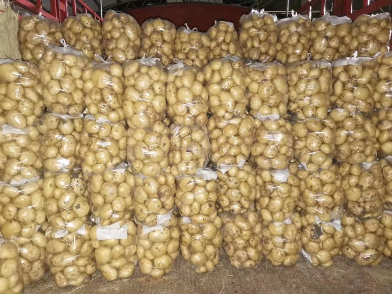 南阳精品产地直发黄心土豆荷兰沃土开始大量供中