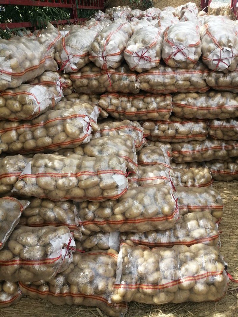 南阳精品产地直发黄心土豆荷兰沃土开始大量供中