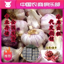 冷库储存金乡紫皮蒜干蒜，专业储存，代发市场