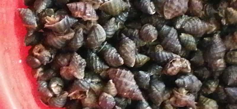 辣螺，渤海湾一手货源可视频看货产地直供，长期供货。