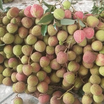 广西妃子笑荔枝一件代发对接电商微商各大平台